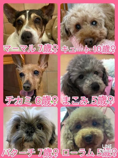 🐾今日の里親様募集中ワンコ🐶メンバーです🐾2022,4,30【保護犬カフェ天神橋店】